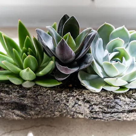 Maris * 杜布罗夫尼克